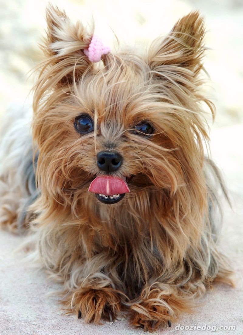 Yorkshire_Terrier_909893