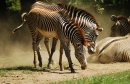 Zebra Grévyho