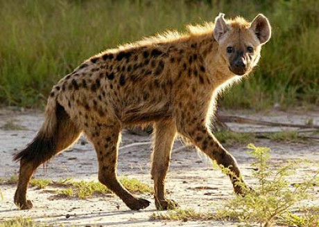 hyena