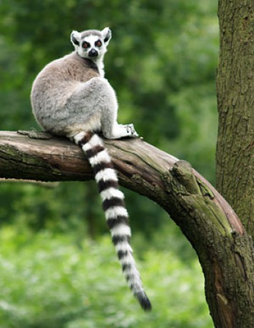 lemur